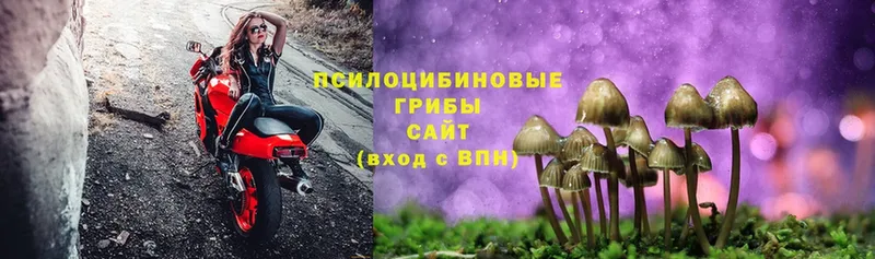 Псилоцибиновые грибы Cubensis  Дмитров 